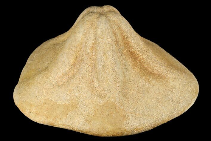 Miocene Fossil Echinoid (Clypeaster) - Taza, Morocco #174366